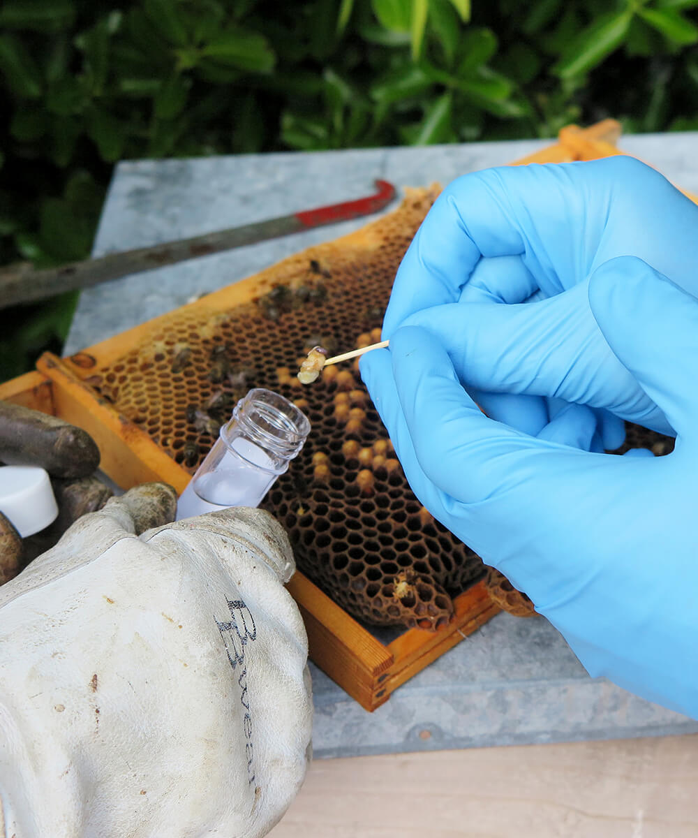 SNA sampling of bees in scilly isles